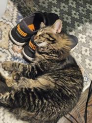 Lost Male Cat last seen 157th st and white ave, Belton, MO 64012