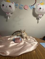 Lost Female Cat last seen Near pillsbury ave s Minneapolis , Minneapolis, MN 55404