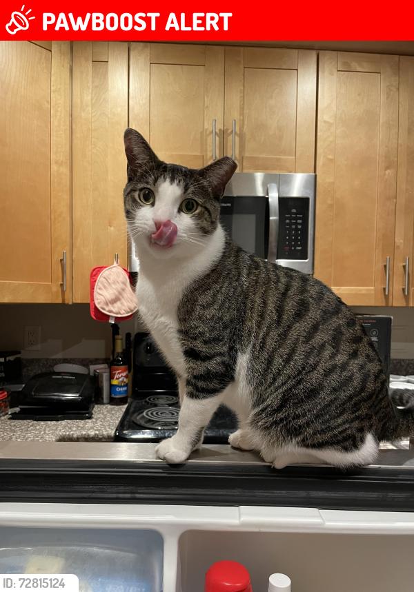 Lost Male Cat last seen pioneer blv and telegraph rd, dumped in a parking lot, Santa Fe Springs, CA 90670