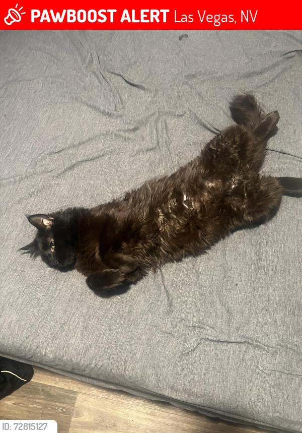 Lost Male Cat last seen Sky pointe dr, Las Vegas, NV 89130
