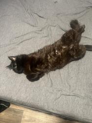 Lost Male Cat last seen Sky pointe dr, Las Vegas, NV 89130