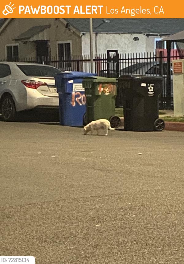 Found/Stray Unknown Dog last seen w 92nd and budlong, Los Angeles, CA 90044
