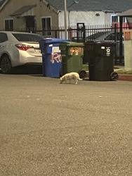 Found/Stray Unknown Dog last seen w 92nd and budlong, Los Angeles, CA 90044