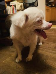 Found/Stray Female Dog last seen Guss’ market, San Francisco, CA 94122