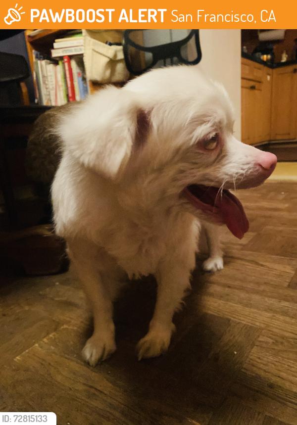 Found/Stray Female Dog last seen Guss’ market, San Francisco, CA 94122