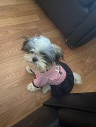 Lost Female Dog last seen Rosedale ave , Fort Worth, TX 76104