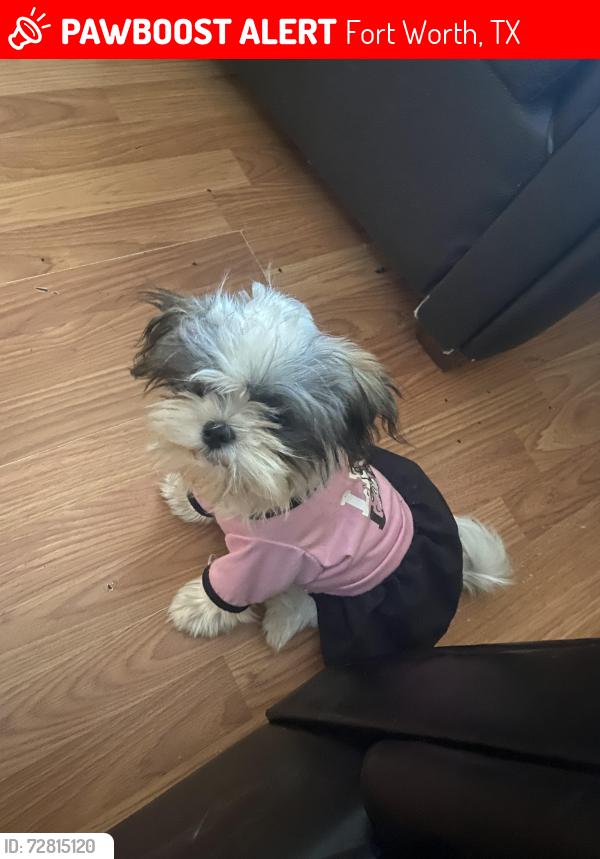 Lost Female Dog last seen Rosedale ave , Fort Worth, TX 76104