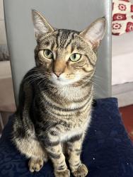 Lost Male Cat last seen Farley Hill , Luton, England 