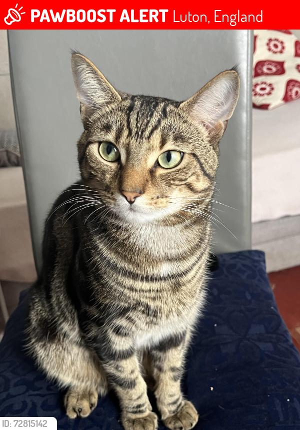 Lost Male Cat last seen Farley Hill , Luton, England 