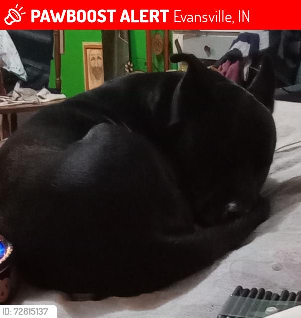 Lost Male Dog last seen Evans and Virginia Street, Evansville, IN 47711