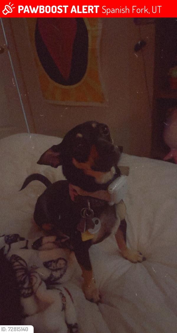 Lost Female Dog last seen Rickshaw lane in legacy farms neighborhood , Spanish Fork, UT 84660