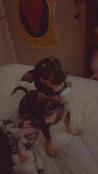 Lost Female Dog last seen Rickshaw lane in legacy farms neighborhood , Spanish Fork, UT 84660