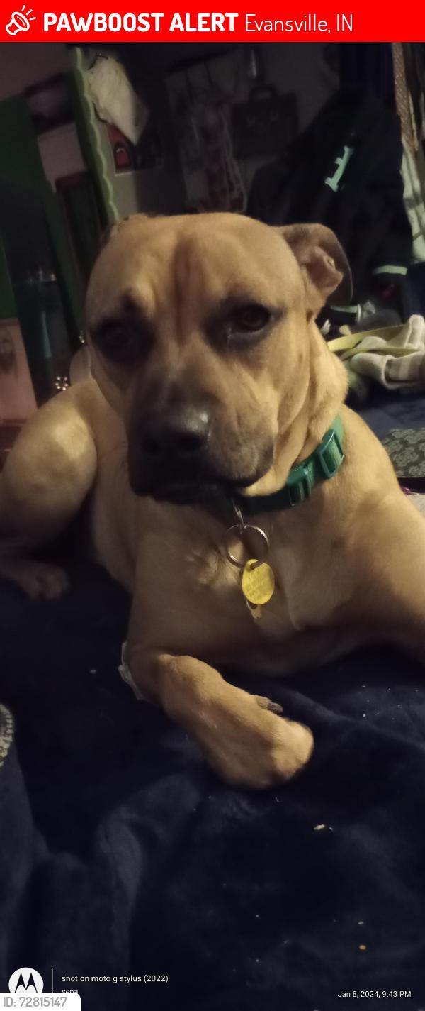 Lost Female Dog last seen Evans and Virginia Street, Evansville, IN 47711