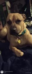 Lost Female Dog last seen Evans and Virginia Street, Evansville, IN 47711
