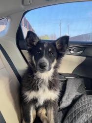 Reunited Female Dog last seen Tower line road , Arvin, CA 93203