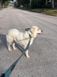 Found/Stray Female Dog last seen Metro Townsen Park Ride , Humble, TX 77338