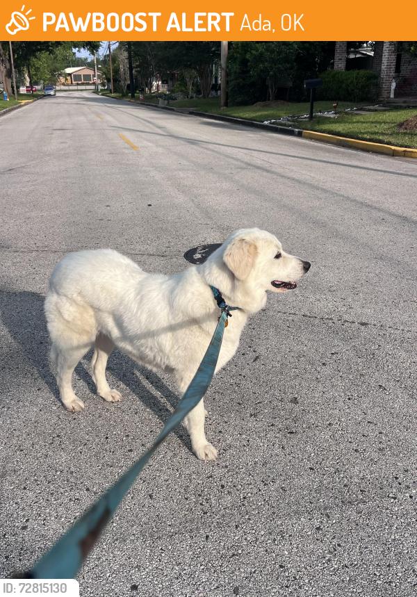 Found/Stray Female Dog last seen Metro Townsen Park Ride , Humble, TX 77338