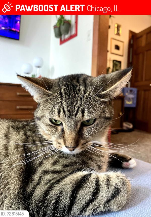 Lost Female Cat last seen Roscoe and Damen, Chicago, IL 60618