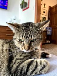 Lost Female Cat last seen Roscoe and Damen, Chicago, IL 60618