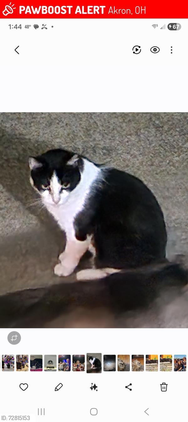 Lost Female Cat last seen Massillon Rd, Akron, OH 44312