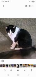 Lost Female Cat last seen Massillon Rd, Akron, OH 44312
