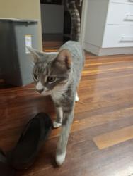 Lost Male Cat last seen Night owl, Douglas , Douglas, QLD 4814