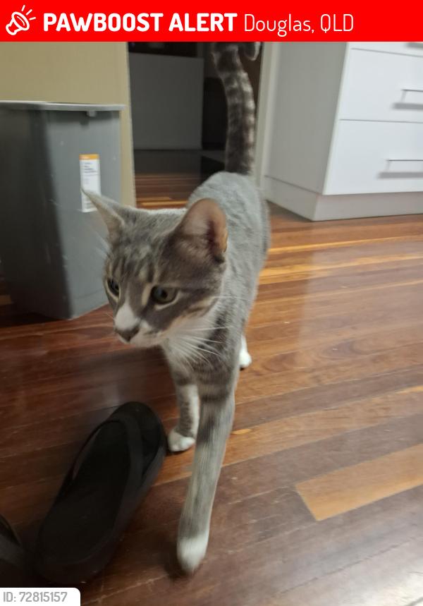 Lost Male Cat last seen Night owl, Douglas , Douglas, QLD 4814