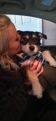 Lost Male Dog last seen 56th and Avalon, Albuquerque, NM 87105