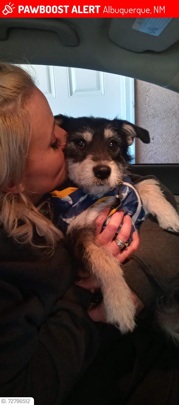 Lost Male Dog last seen 56th and Avalon, Albuquerque, NM 87105