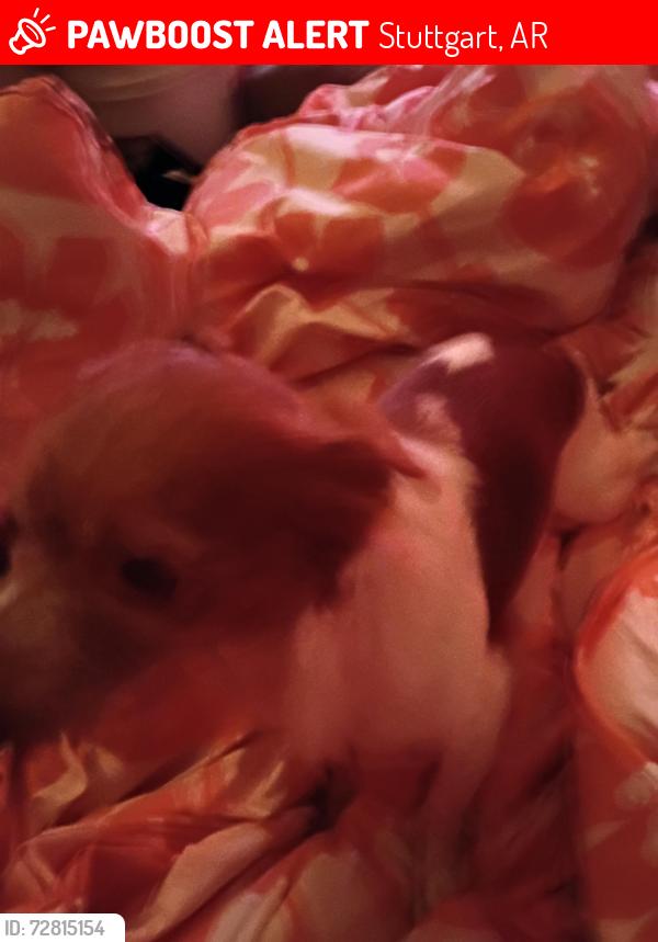 Lost Male Dog last seen Police station and main or lowe and buerkle st, Stuttgart, AR 72160