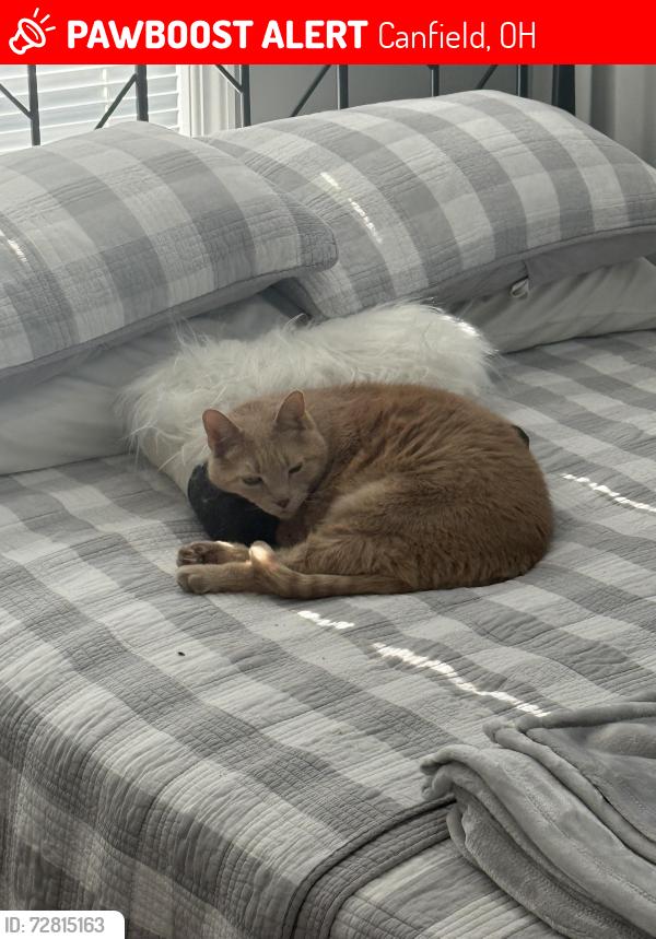Lost Male Cat last seen Indian Lake Blvd., Canfield, OH 44406