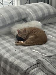 Lost Male Cat last seen Indian Lake Blvd., Canfield, OH 44406