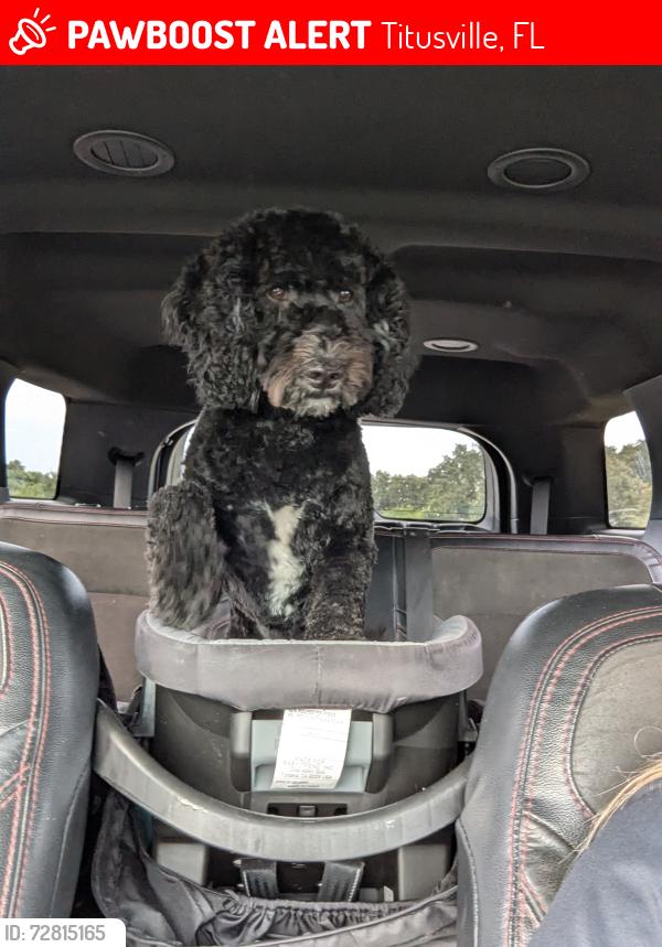 Lost Male Dog last seen Astronaut high school , Titusville, FL 32796