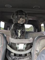 Lost Male Dog last seen Astronaut high school , Titusville, FL 32796