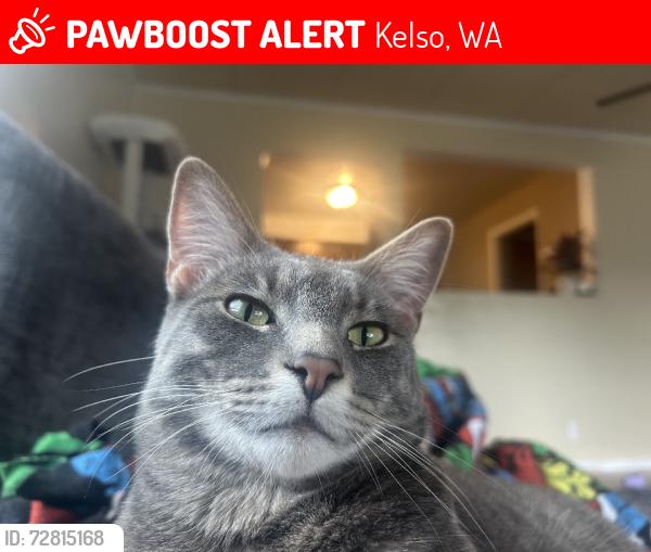 Lost Male Cat last seen 8th ave and harris, Kelso, WA 98626