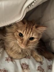 Reunited Male Cat last seen Spanish Ridge apmts russel and buffalo, Las Vegas, NV 89101