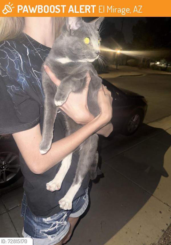 Found/Stray Unknown Cat last seen 130th ave, Dysart, El Mirage, AZ 85335