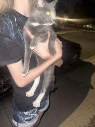 Found/Stray Unknown Cat last seen 130th ave, Dysart, El Mirage, AZ 85335