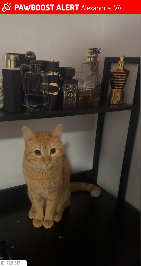Lost Male Cat last seen Rose hill, Alexandria, VA 22310