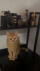 Lost Male Cat last seen Rose hill, Alexandria, VA 22310