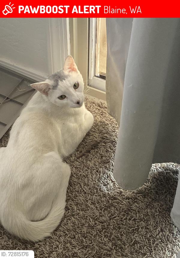 Lost Male Cat last seen Dominos in Blaine , Blaine, WA 98230