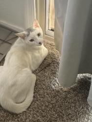 Lost Male Cat last seen Dominos in Blaine , Blaine, WA 98230