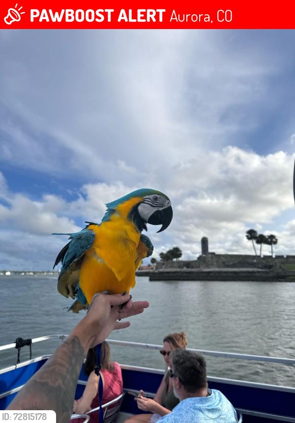 Lost Male Bird last seen 13th and Racine St, Aurora, CO 80011