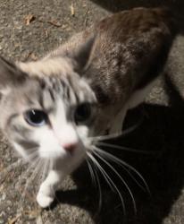 Found/Stray Unknown Cat last seen near acworth police station, Acworth, GA 30101