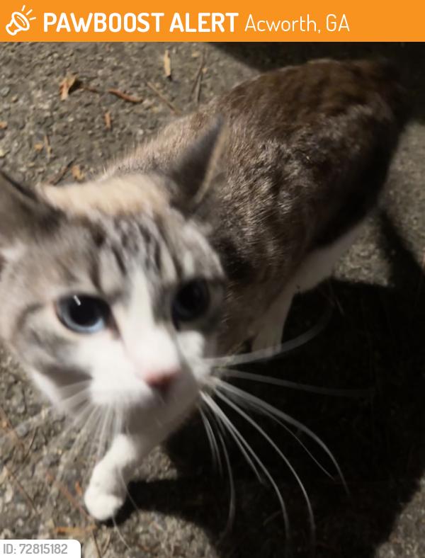 Found/Stray Unknown Cat last seen near acworth police station, Acworth, GA 30101