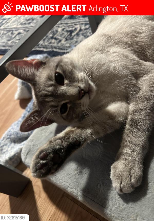 Lost Female Cat last seen B.C Barnes Park, Arlington, TX 76014