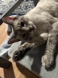 Lost Female Cat last seen B.C Barnes Park, Arlington, TX 76014