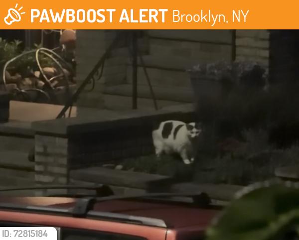 Found/Stray Unknown Cat last seen 16th street Brooklyn , Brooklyn, NY 11215