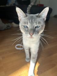 Lost Female Cat last seen B.C Barnes Park, Arlington, TX 76014