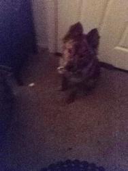 Found/Stray Female Dog last seen Whitney and Danny Thomas, Memphis, TN 38127